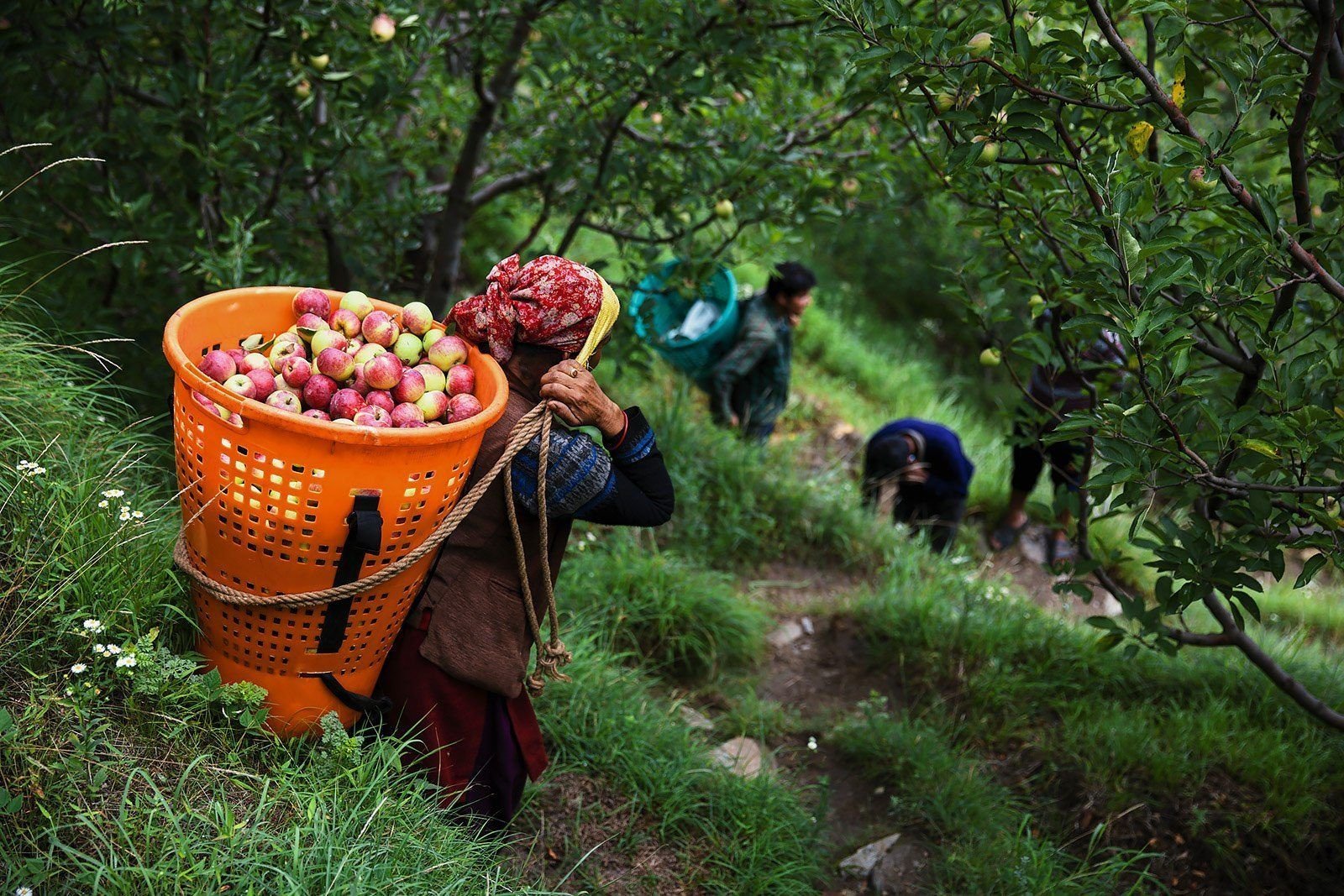 Apple harvest photographed by Himanshu Khagta